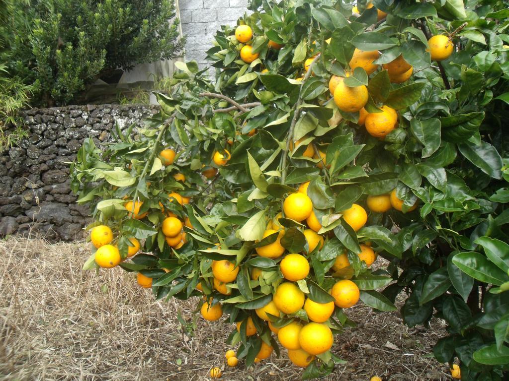 Готель Tropical Fruit Garden Велаш Екстер'єр фото