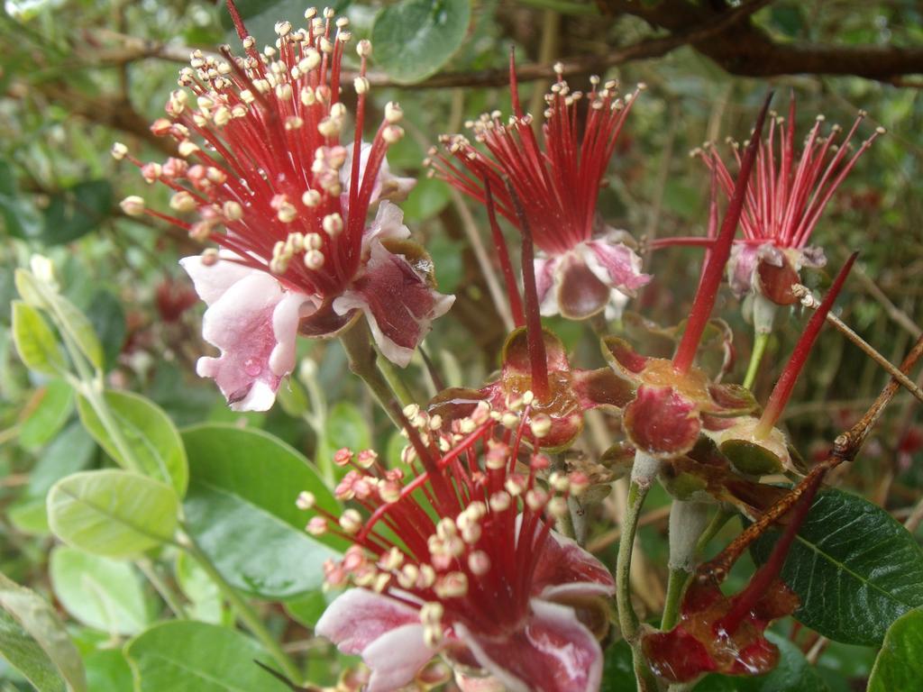 Готель Tropical Fruit Garden Велаш Екстер'єр фото