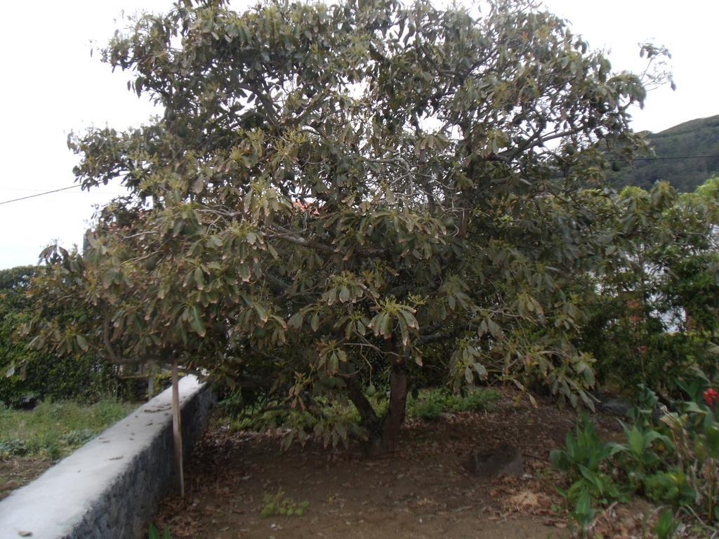 Готель Tropical Fruit Garden Велаш Екстер'єр фото