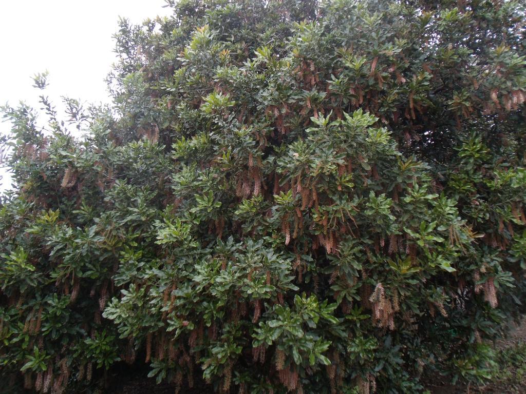 Готель Tropical Fruit Garden Велаш Екстер'єр фото