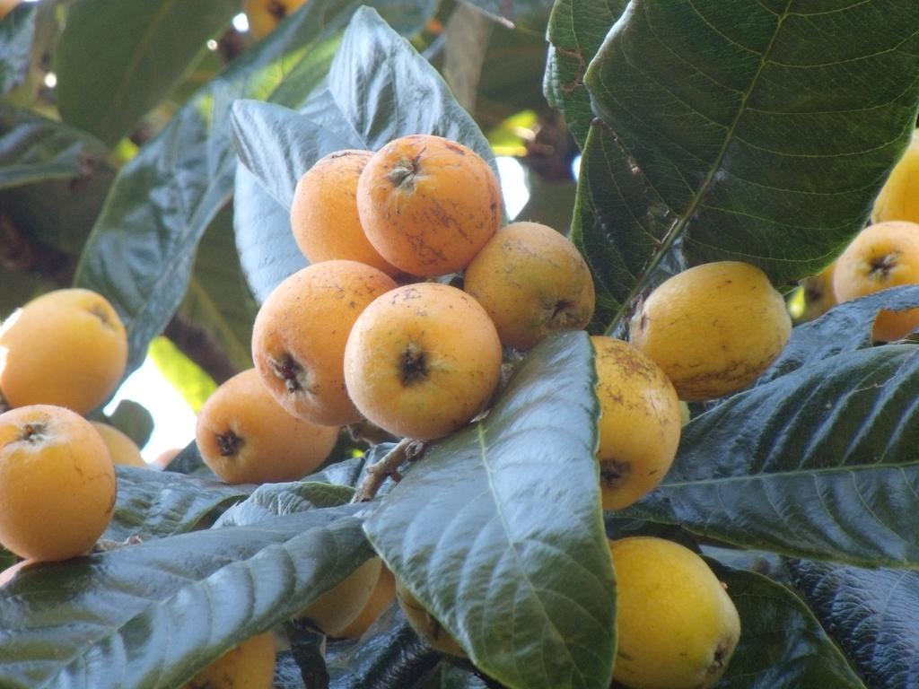 Готель Tropical Fruit Garden Велаш Екстер'єр фото